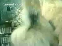 Beastiality Tube - Fluffy doggy riding a pussy